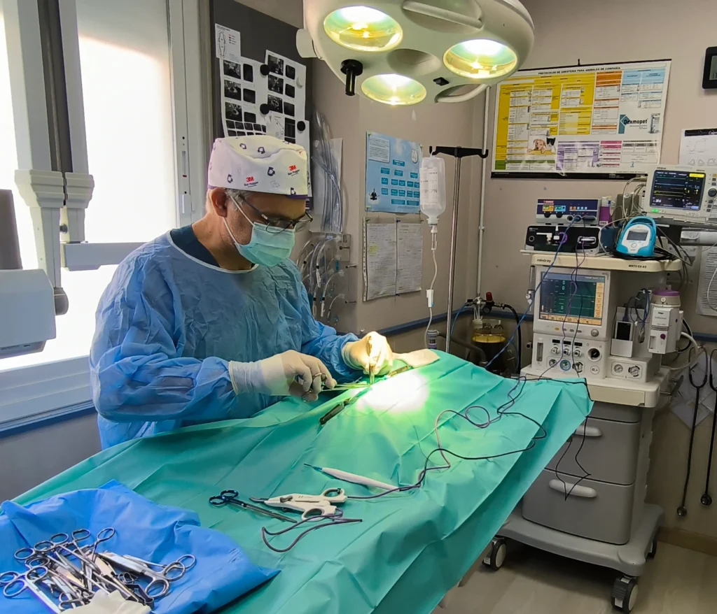 Cirugía veterinaria para perros o gatos